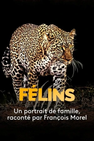 Regarder Félins en streaming complet